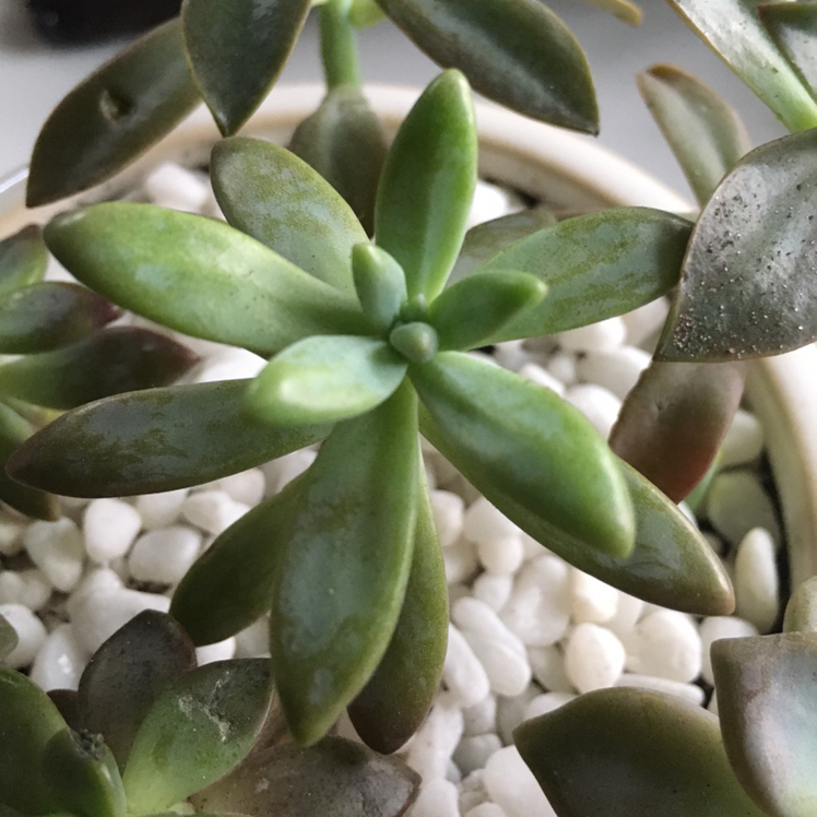Graptosedum 'Francesco Baldi' succulent with green rosette leaves and white pebble-covered soil.
