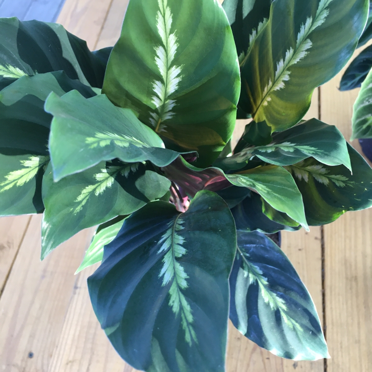 Healthy Prayer Plant 'Maui Queen' with vibrant green leaves and white markings.