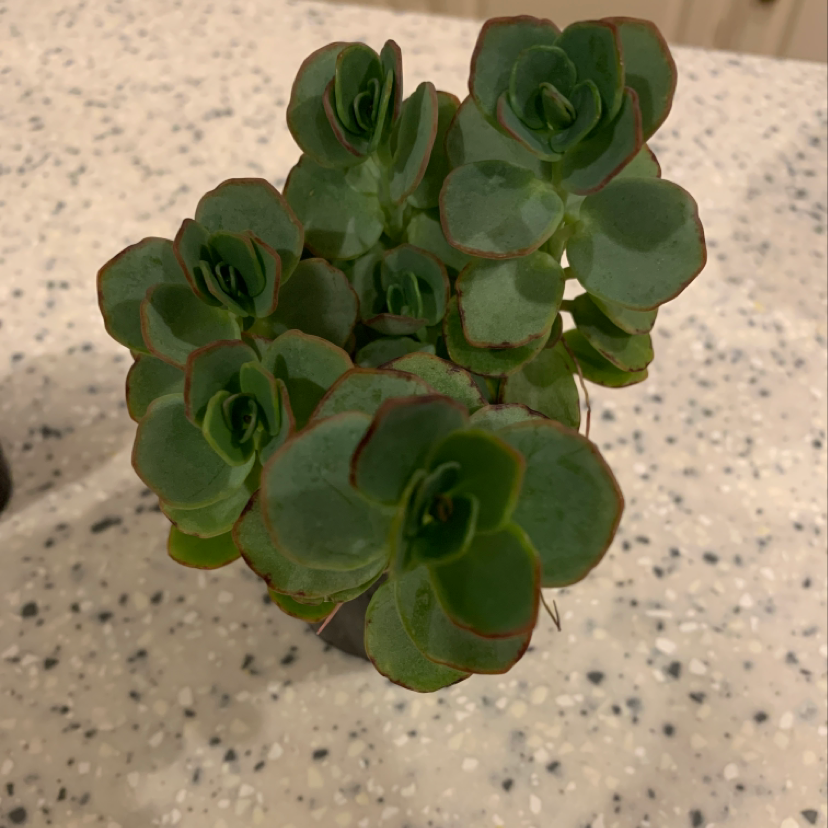 Marnier's Kalanchoe plant photo by Angela named Luna on Greg, the plant care app.