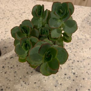 Marnier's Kalanchoe plant photo by Angela named Luna on Greg, the plant care app.