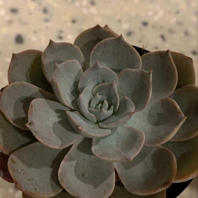 Ghost Plant plant photo by Angela named Hedwig on Greg, the plant care app.