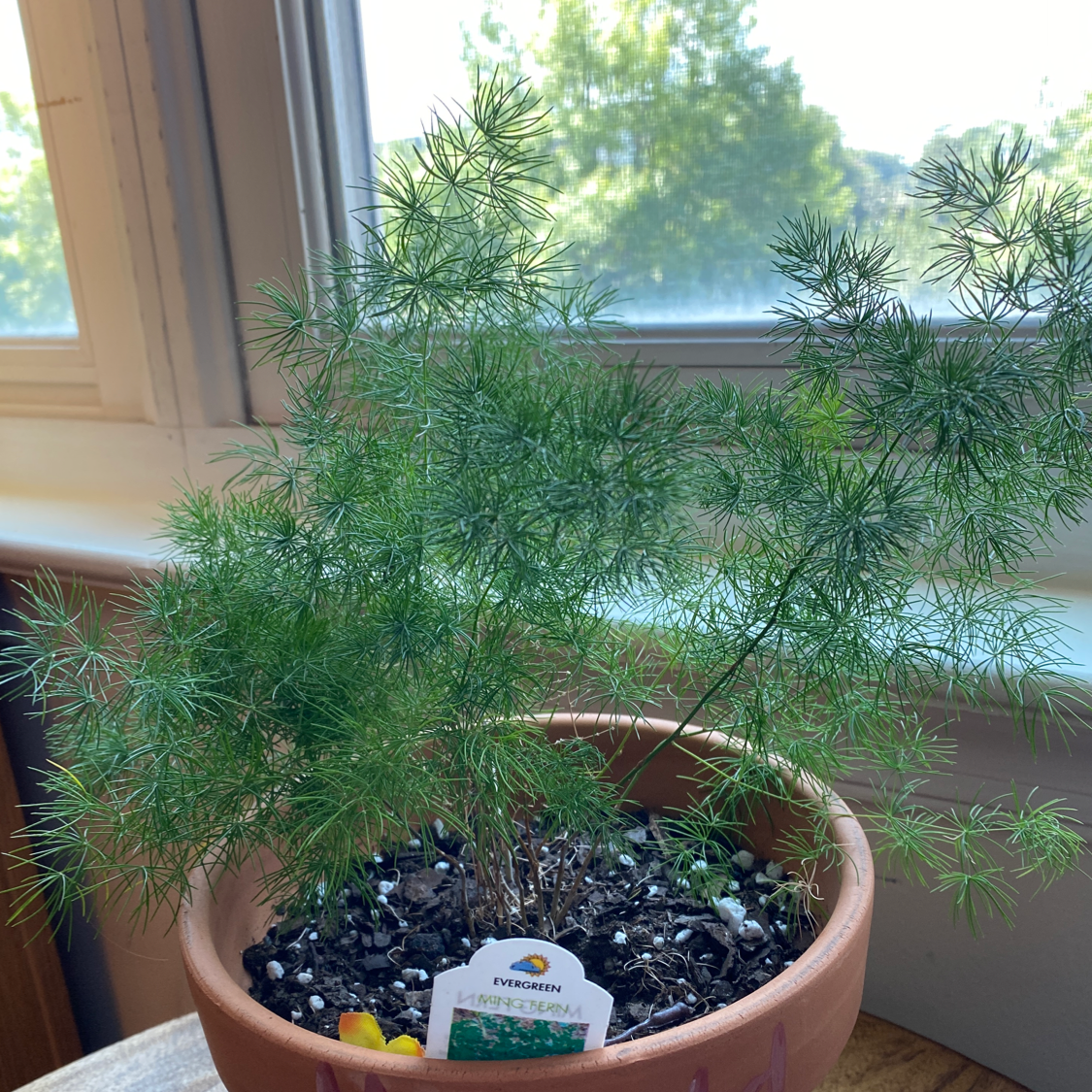 Photo of the plant species Ming Fern by @Katibear248 named Harold on Greg, the plant care app