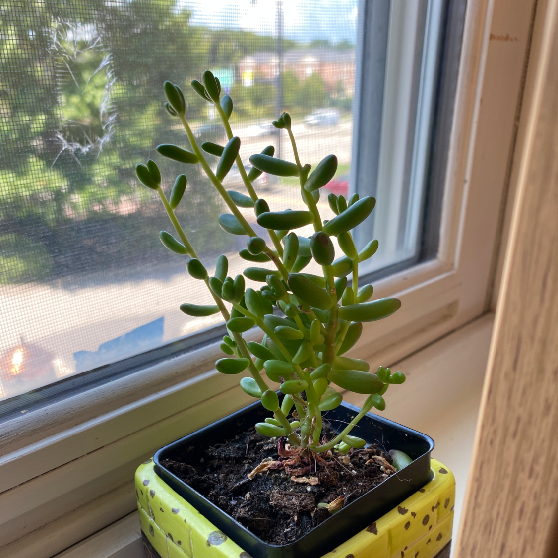 Photo of the plant species Jelly Bean Plant by @Katibear248 named Erin on Greg, the plant care app