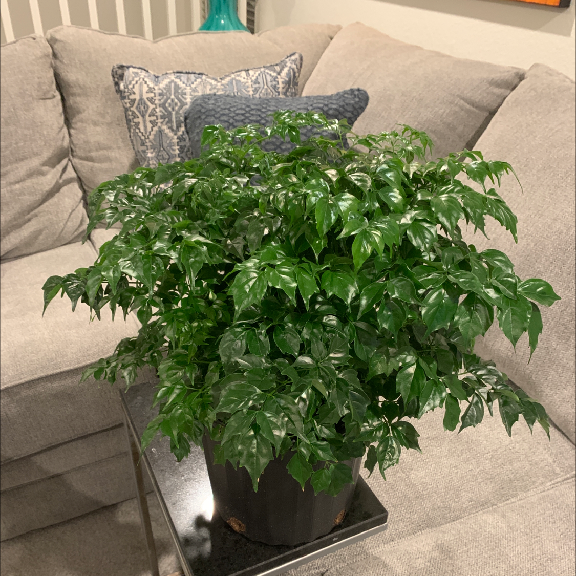 Photo of the plant species China Doll Plant by @Roger128 named Coco on Greg, the plant care app