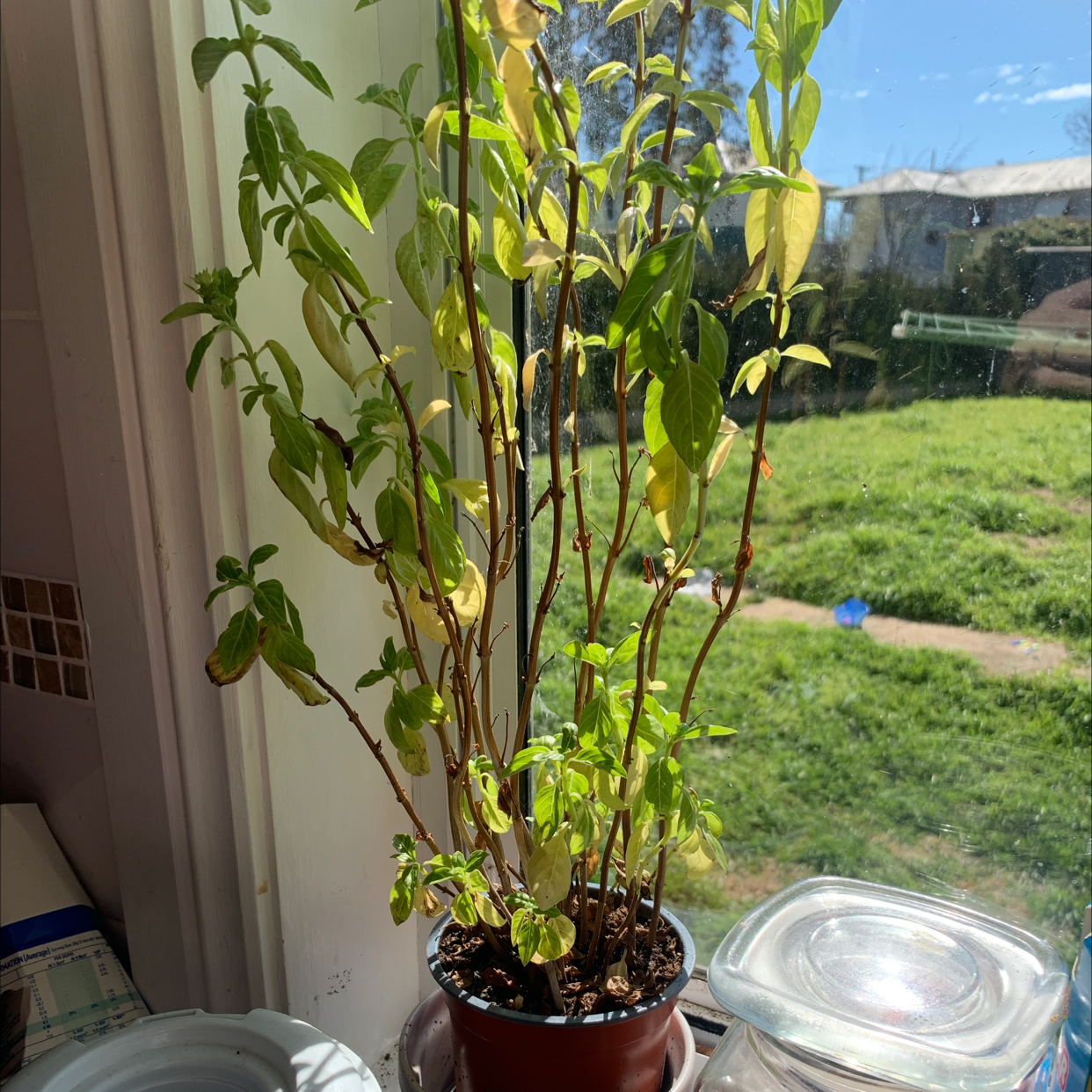 Sweet Basil plant photo by Abi named basil up ur mum on Greg, the plant care app.