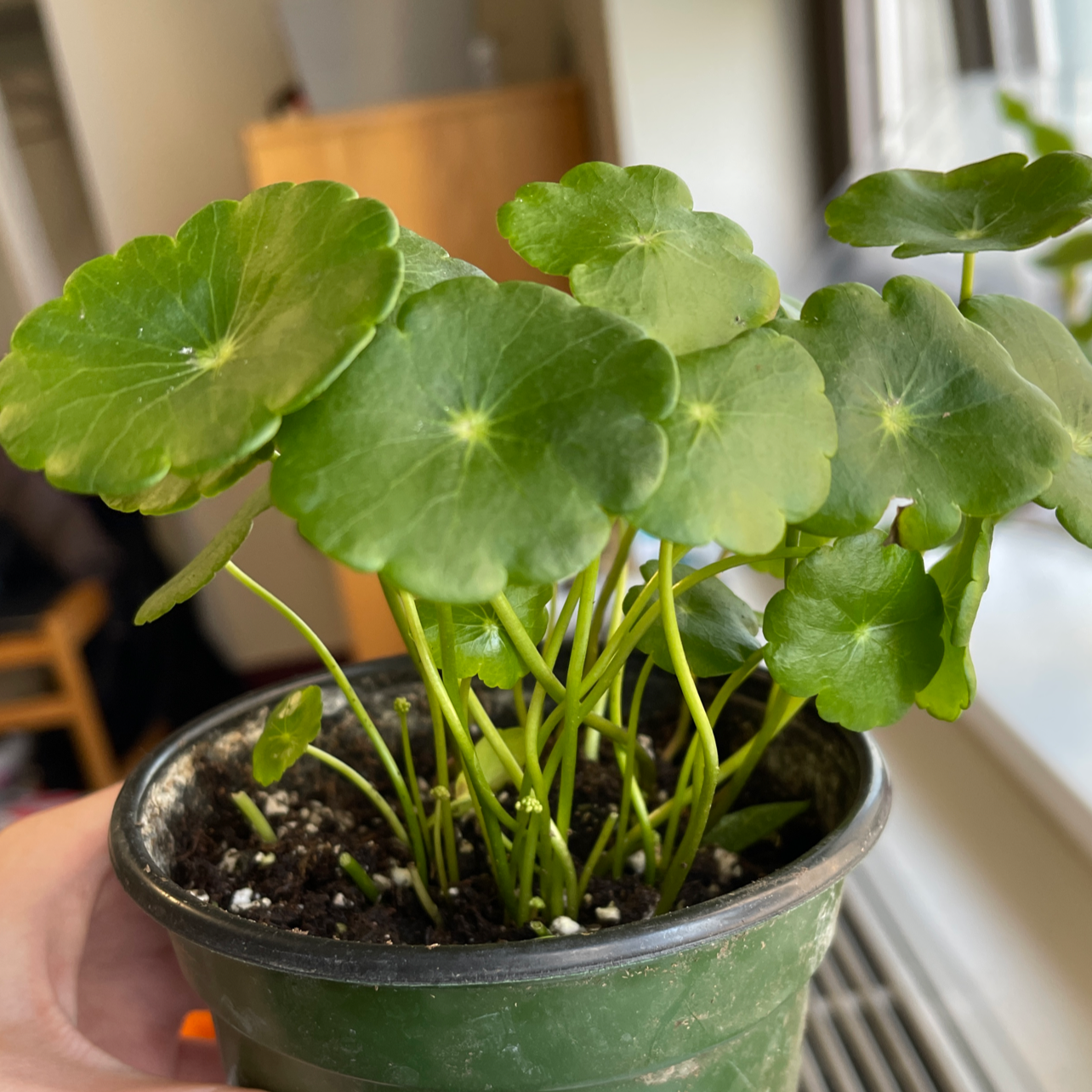 Manyflower Marshpennywort plant in a small pot with green, round leaves.
