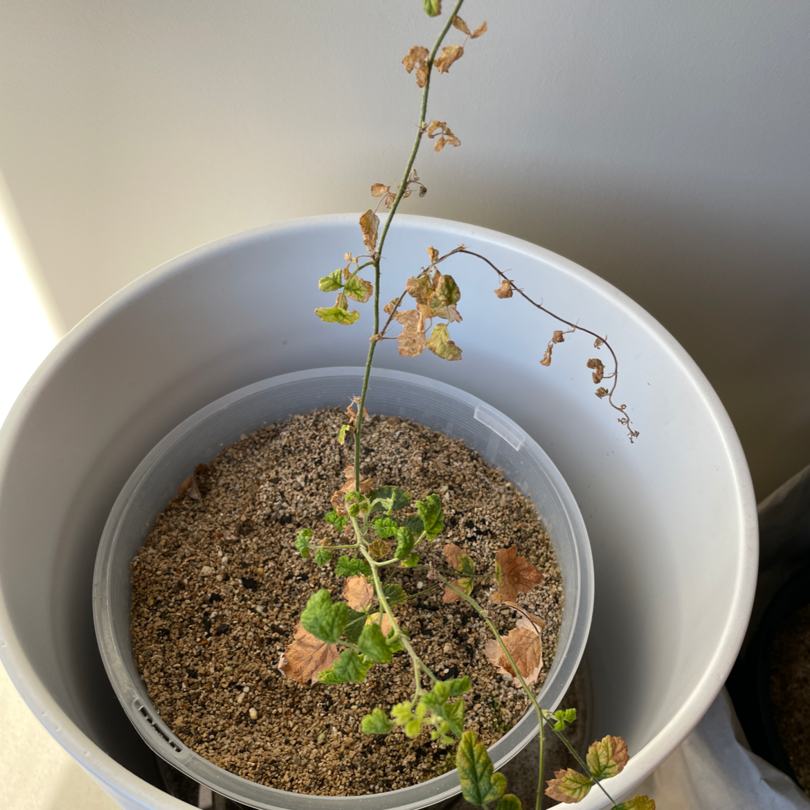 Photo of the plant species Thimbleberry by Katie named Remy on Greg, the plant care app