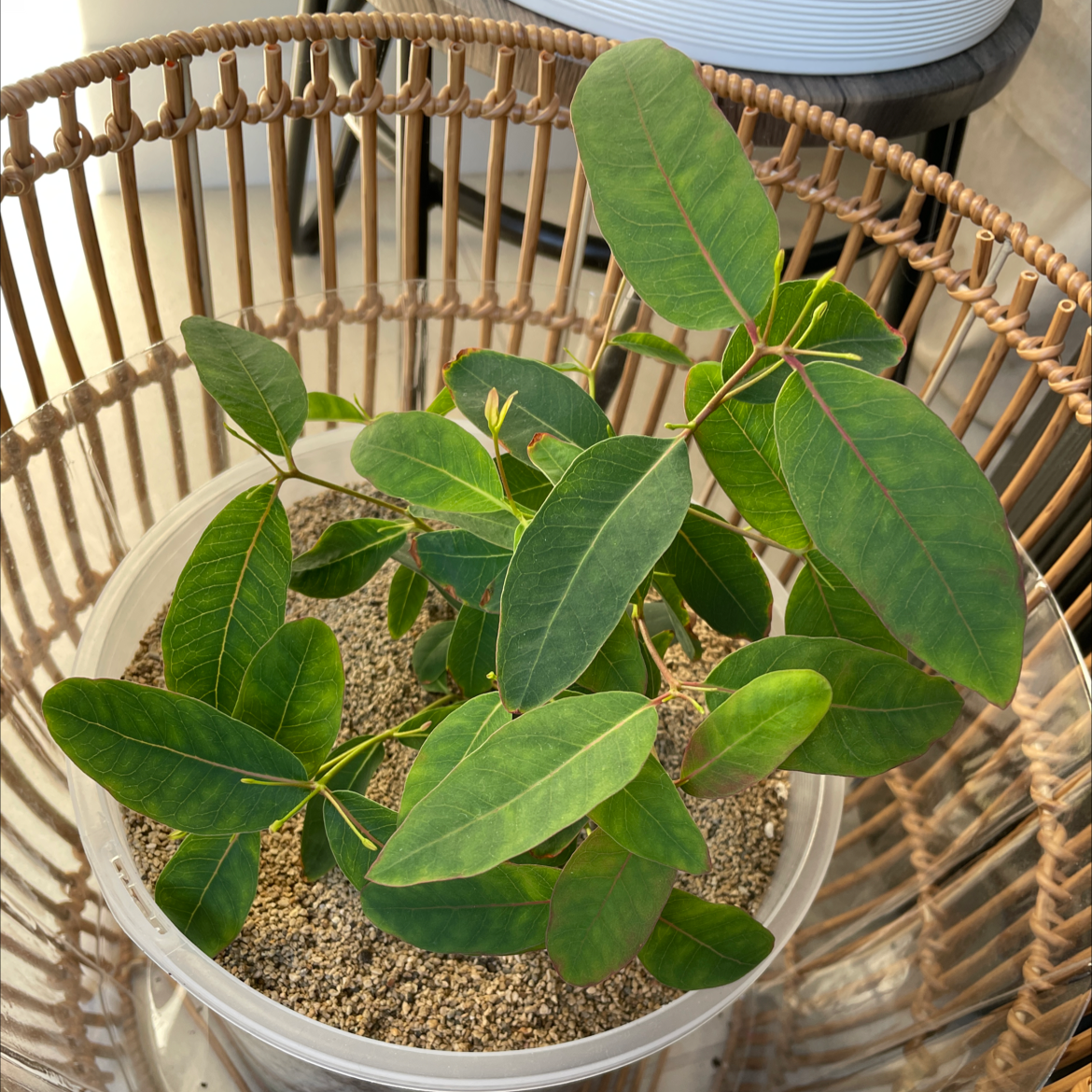 Photo of the plant species Strawberry Gum by Katie named Berry on Greg, the plant care app