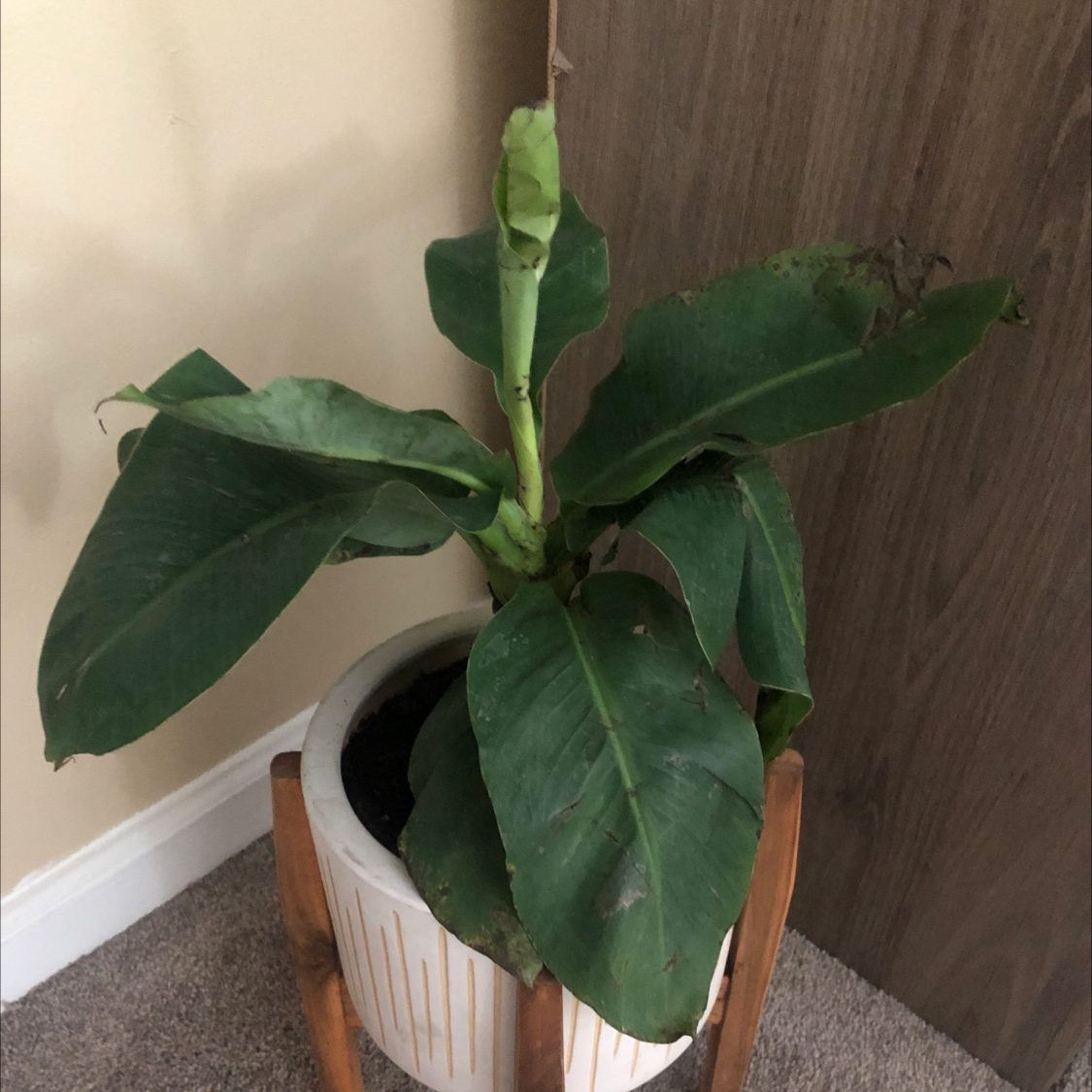 Photo of the plant species Dwarf Banana by @Naval0range named Banana on Greg, the plant care app