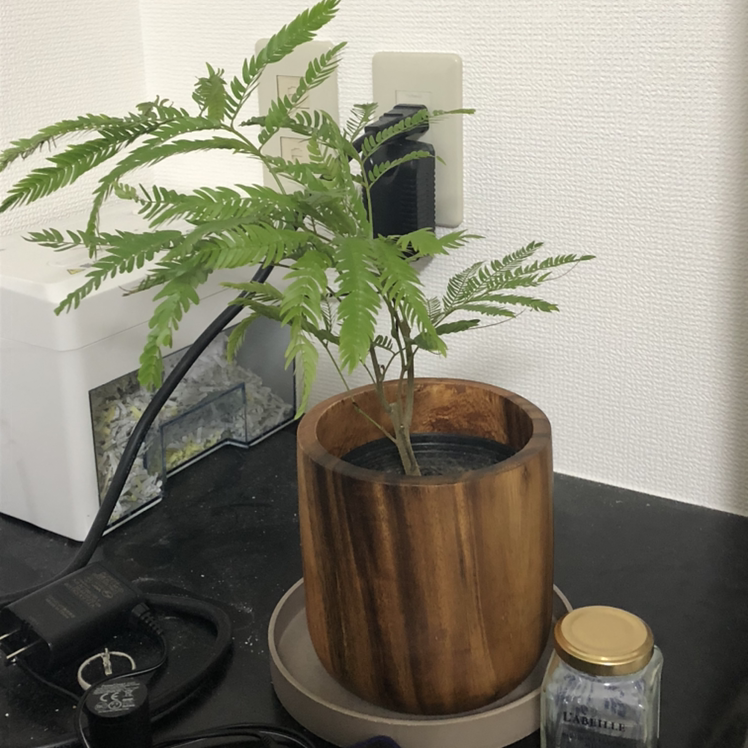 Potted Everfresh Tree with fern-like leaves in a wooden pot on a dark surface.