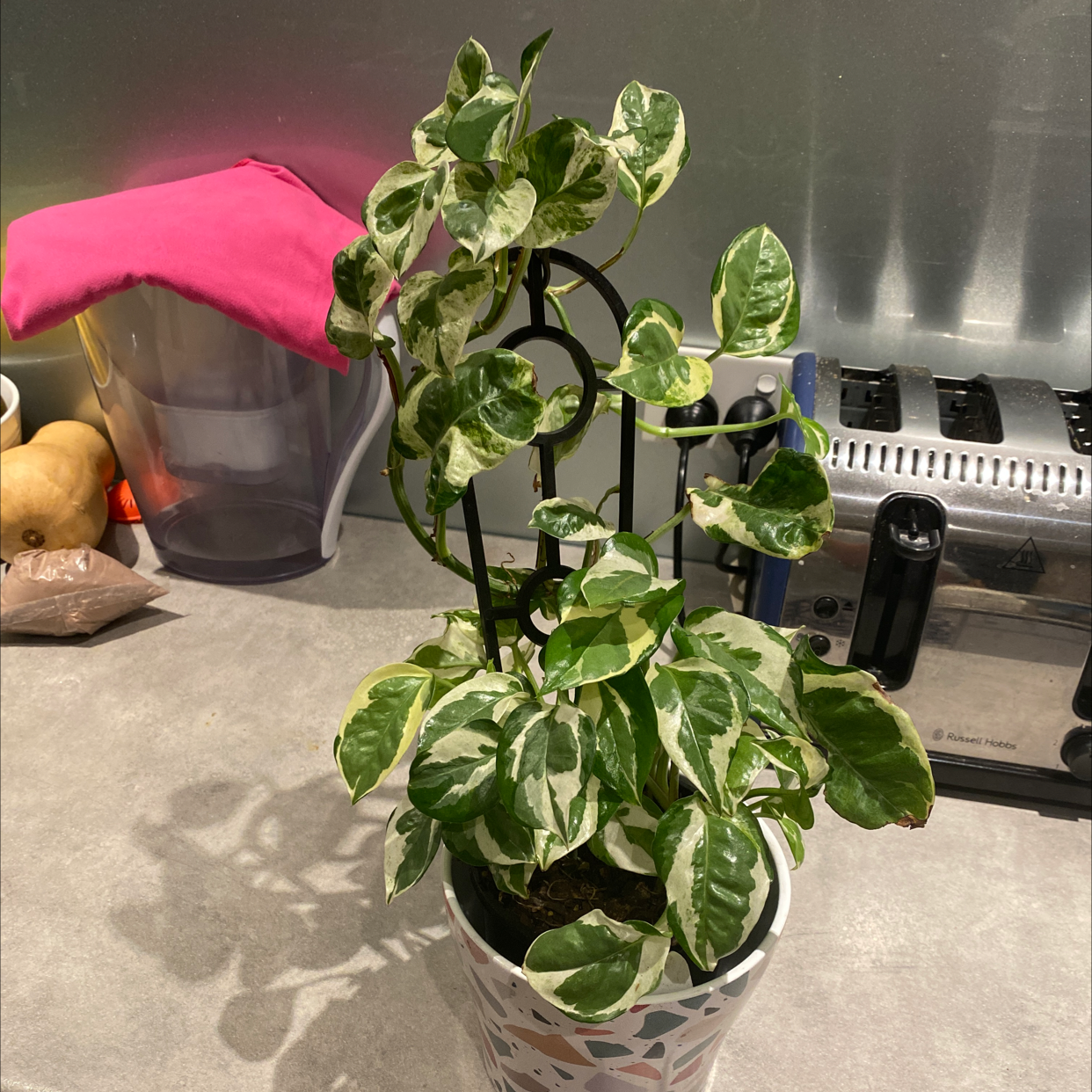 Photo of the plant species Glacier Pothos by @HFratz named Queen on Greg, the plant care app