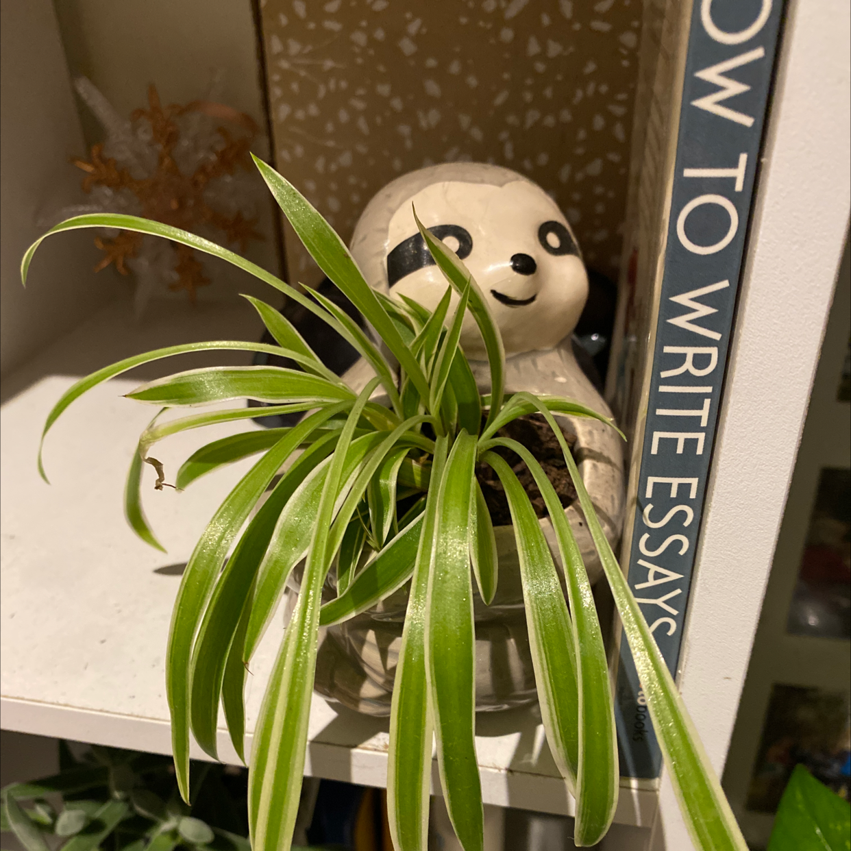 Spider Plant plant photo by @HFratz named Luna on Greg, the plant care app.