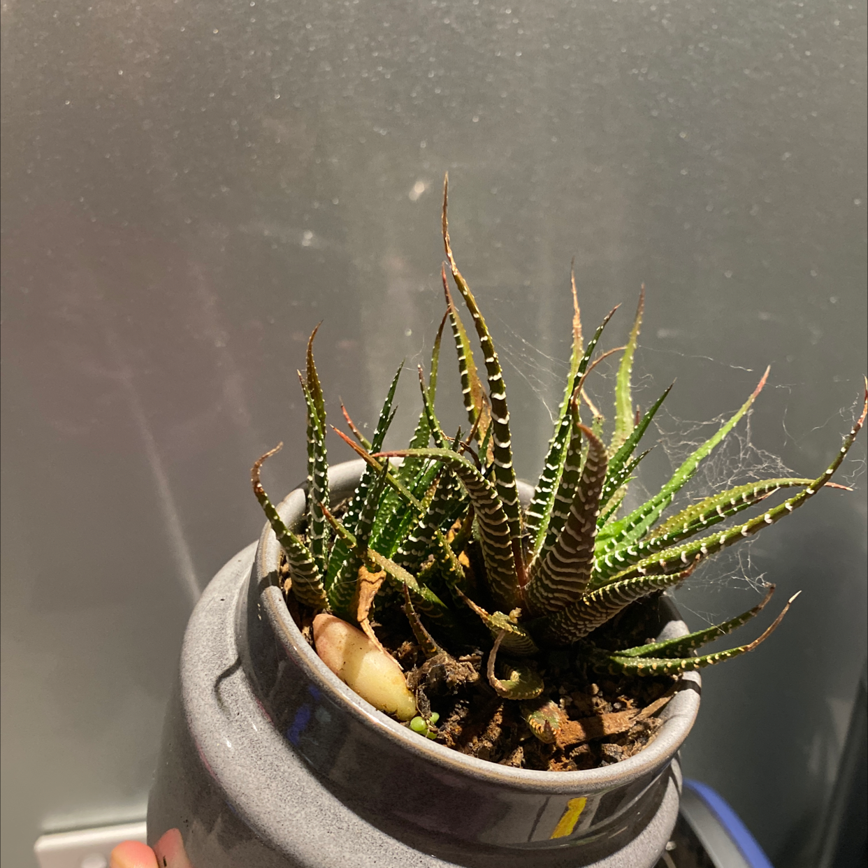 Zebra Plant plant photo by @HFratz named Spike on Greg, the plant care app.