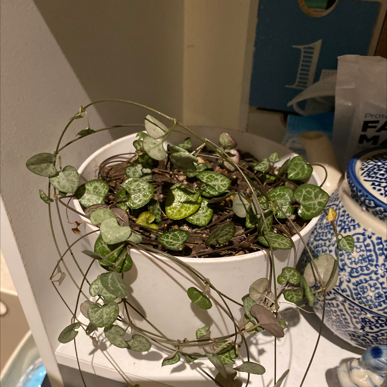 Photo of the plant species Chain of Hearts by @HFratz named Harmony on Greg, the plant care app