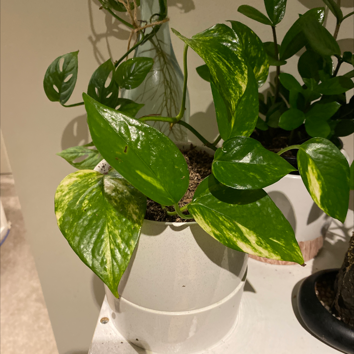 Taro Vine plant photo by @HFratz named Xena on Greg, the plant care app.