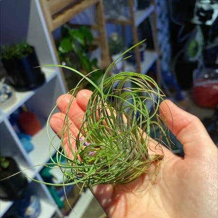 Photo of the plant species Tillandsia Stricta by @HFratz named Aria on Greg, the plant care app