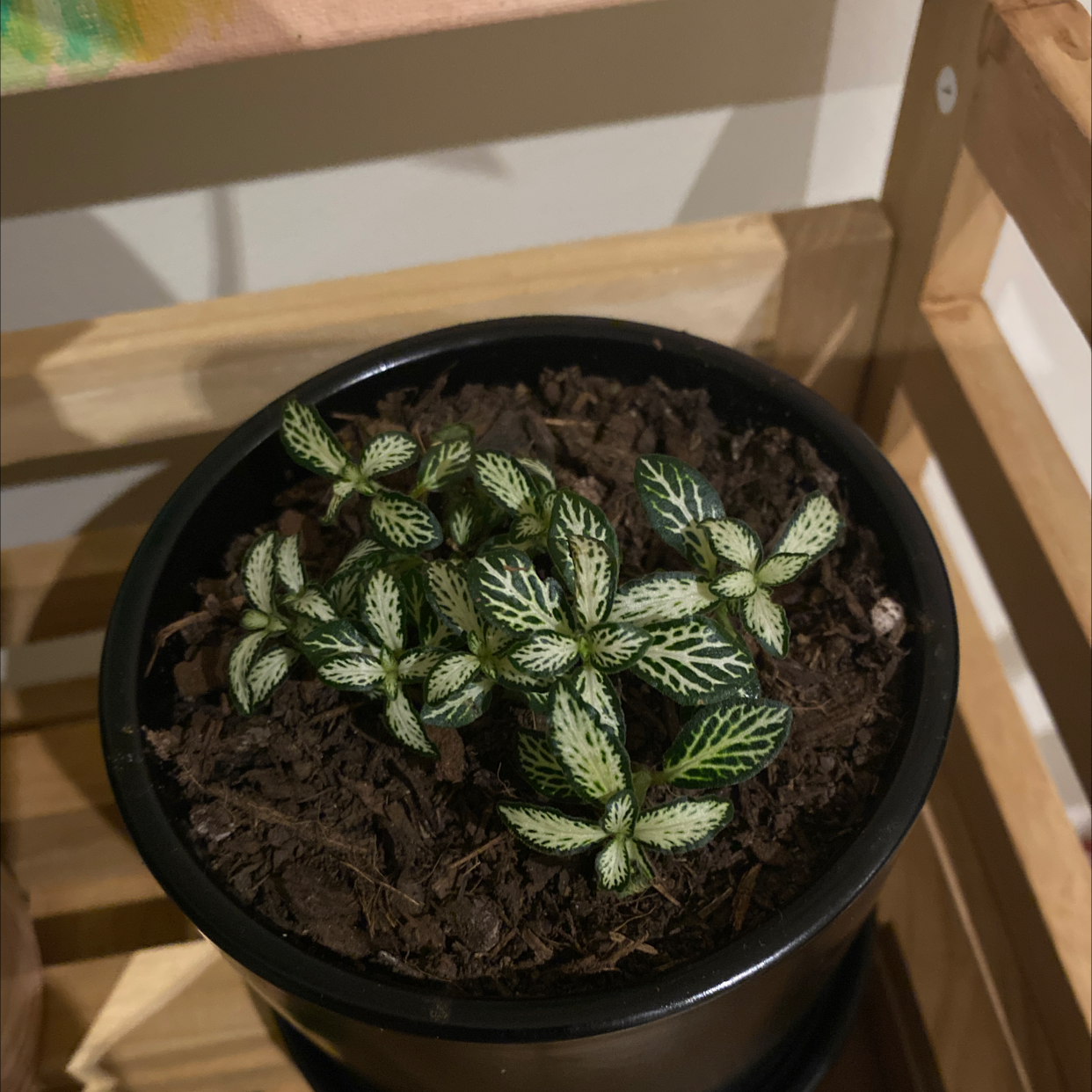 Nerve Plant plant photo by @HFratz named Forrest on Greg, the plant care app.