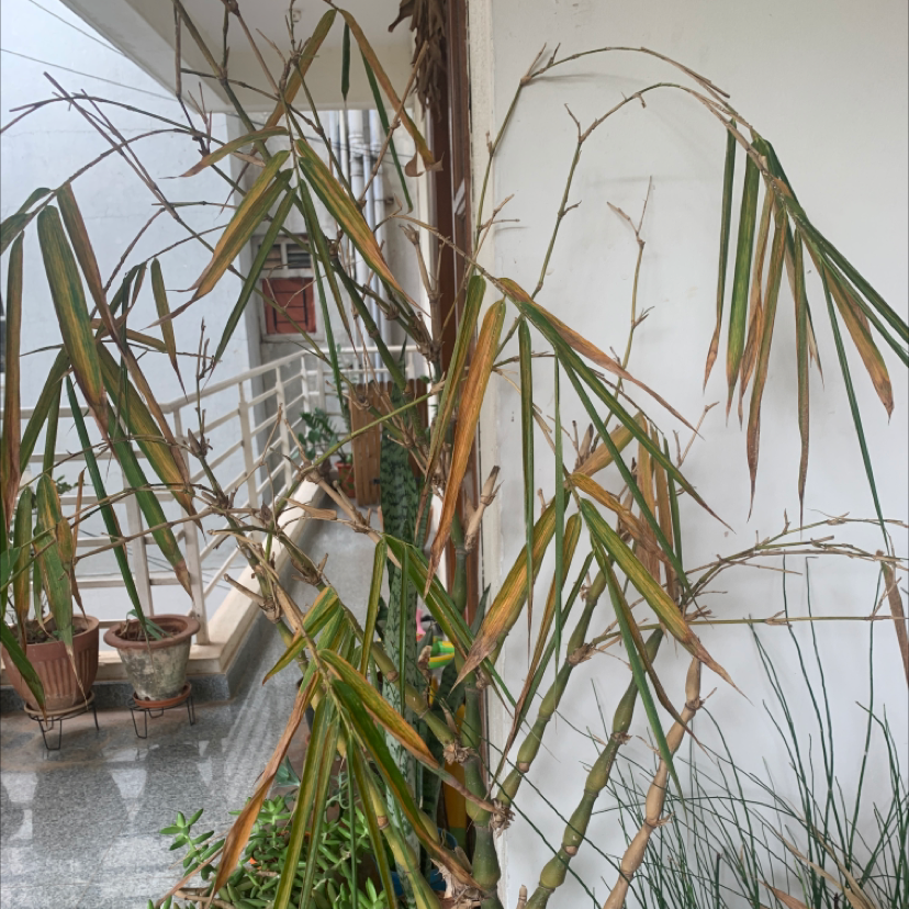 Monk's Belly Bamboo plant with yellowing and browning leaves near a balcony.