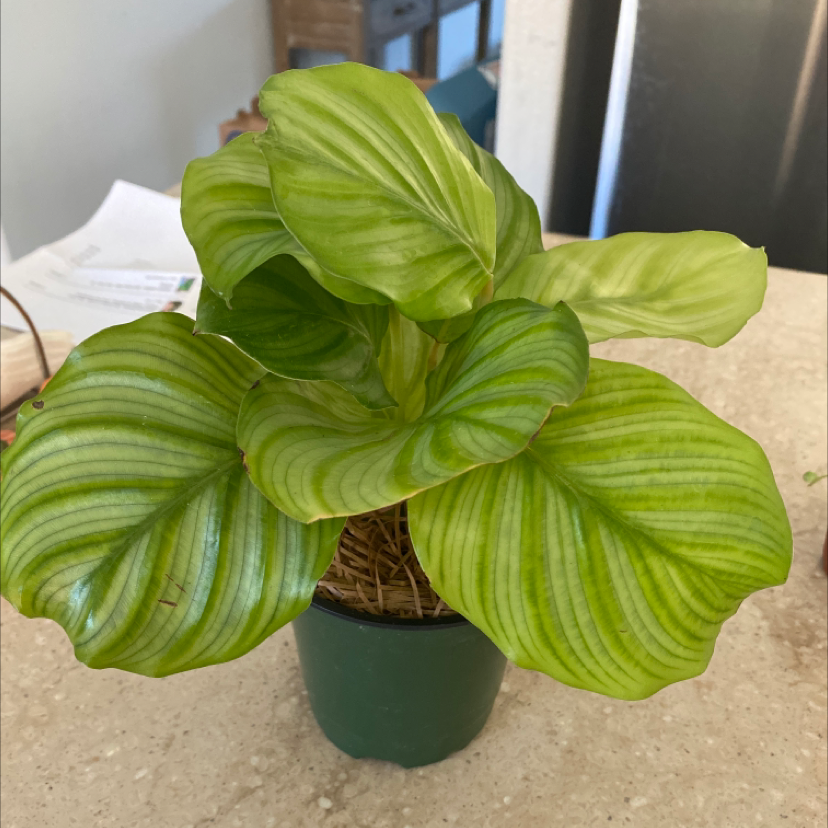 Calathea Orbifolia plant photo by Carolina named Oli on Greg, the plant care app.