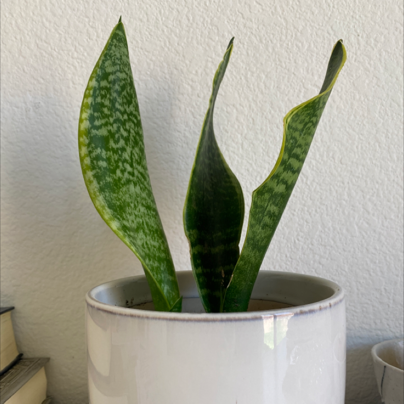 Snake Plant plant photo by Carolina named Snaky on Greg, the plant care app.