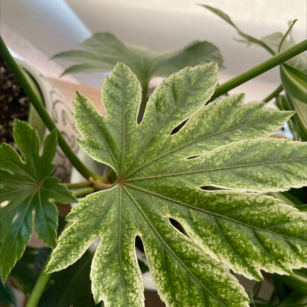 Close-up of a Fatsia plant leaf with variegated green and white coloration.