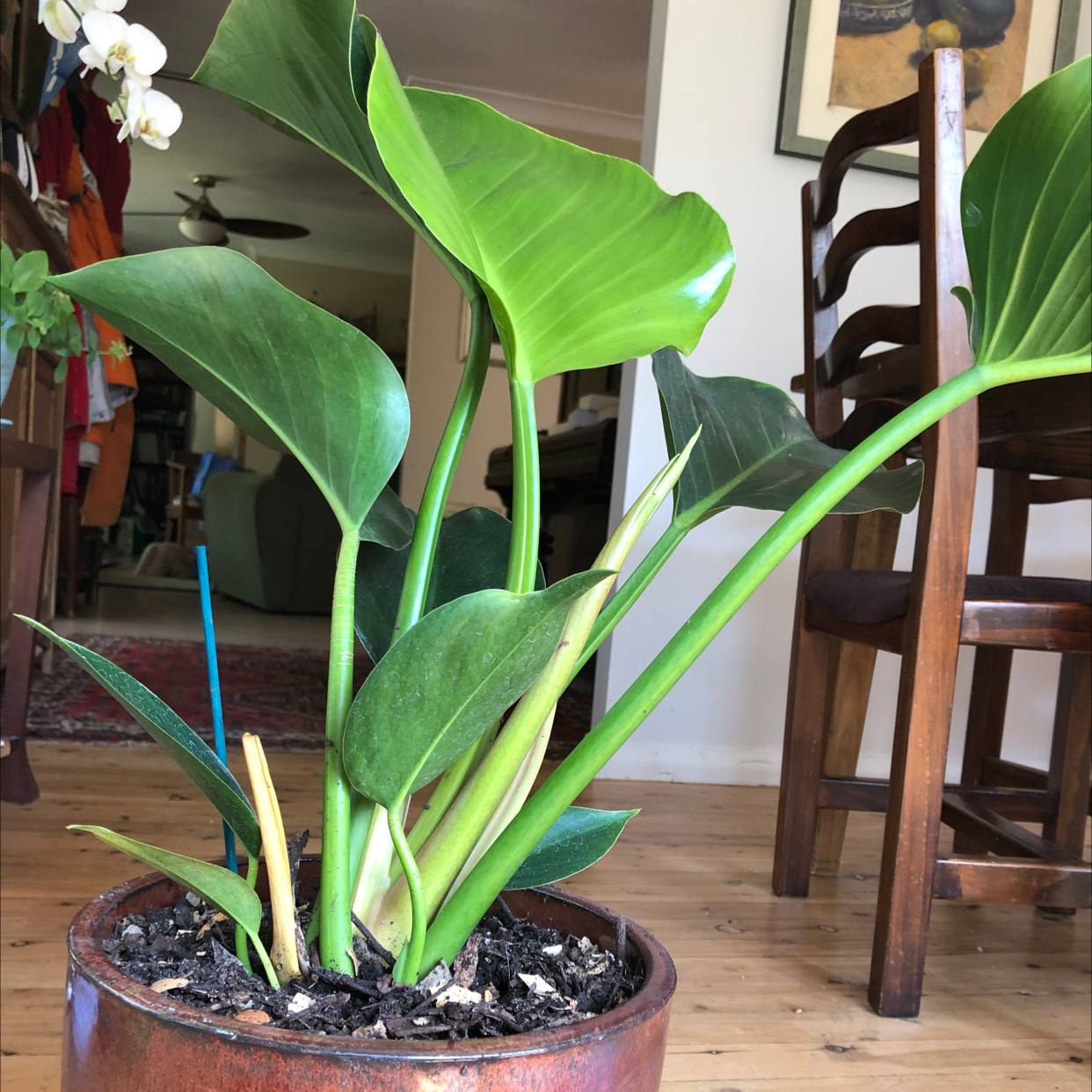 Philodendron 'Congo' plant in a pot with vibrant green leaves, visible soil, and no signs of disease.