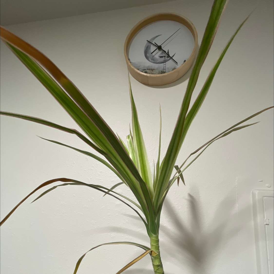 Dracaena 'Ray of Sunshine' plant with some browning leaf tips, well-framed and centered.