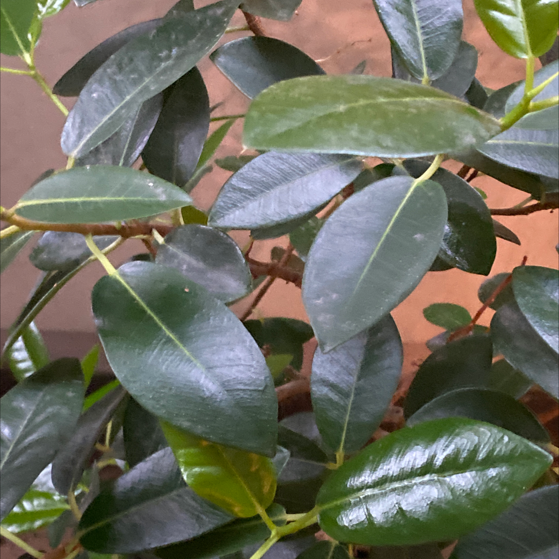 Photo of the plant species Rusty Fig by Aki named rubiginosa on Greg, the plant care app