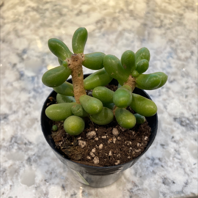 What Temperature Should My Sedum hernandezii Be Kept At?