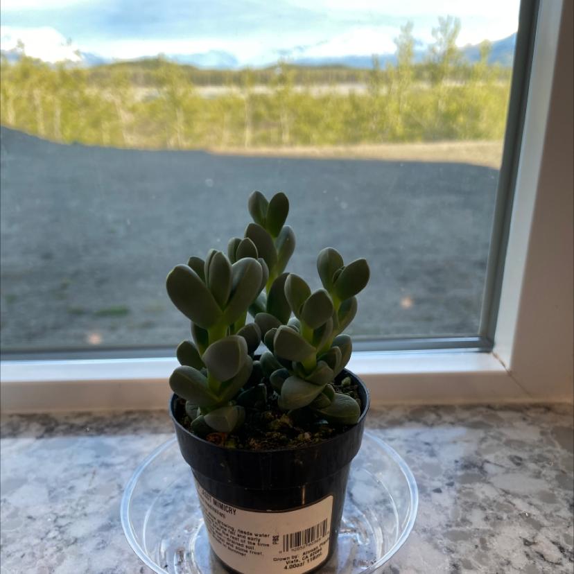 A healthy Beads Lampranthus succulent in a small pot on a windowsill with an outdoor view.
