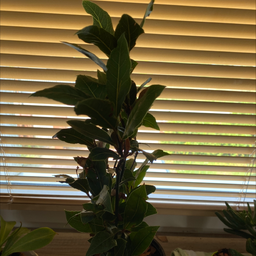 Bay Laurel plant indoors in front of a window with blinds, healthy dark green leaves.