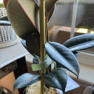 Rubber Plant plant in Westfield, Indiana