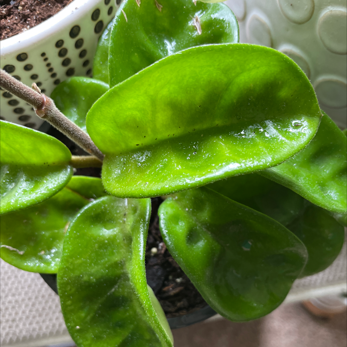 Chelsea Hoya plant with thick, glossy green leaves and partially visible soil.