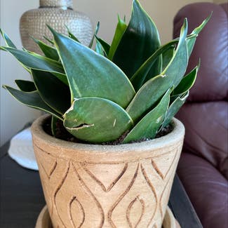 Snake Plant plant in Westfield, Indiana
