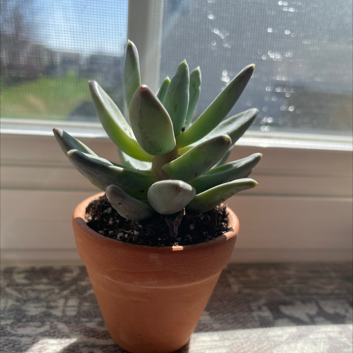 A healthy succulent plant in a terracotta pot on a windowsill.