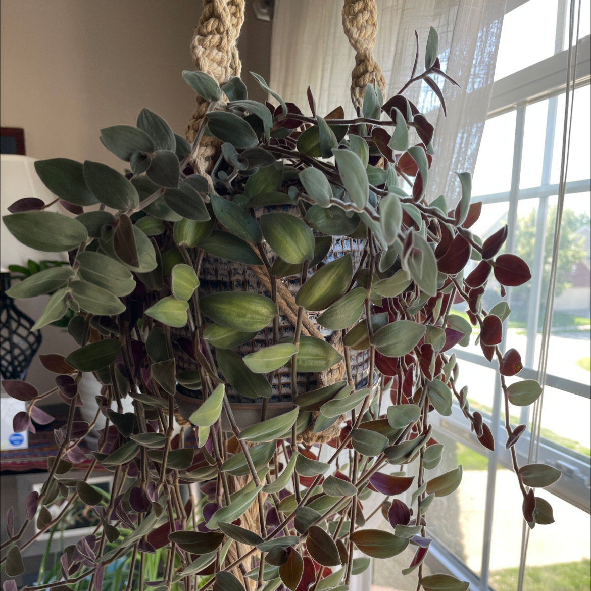 Hanging plant identified as Baby Bunny Bellies with green and purple leaves, well-lit by natural light.