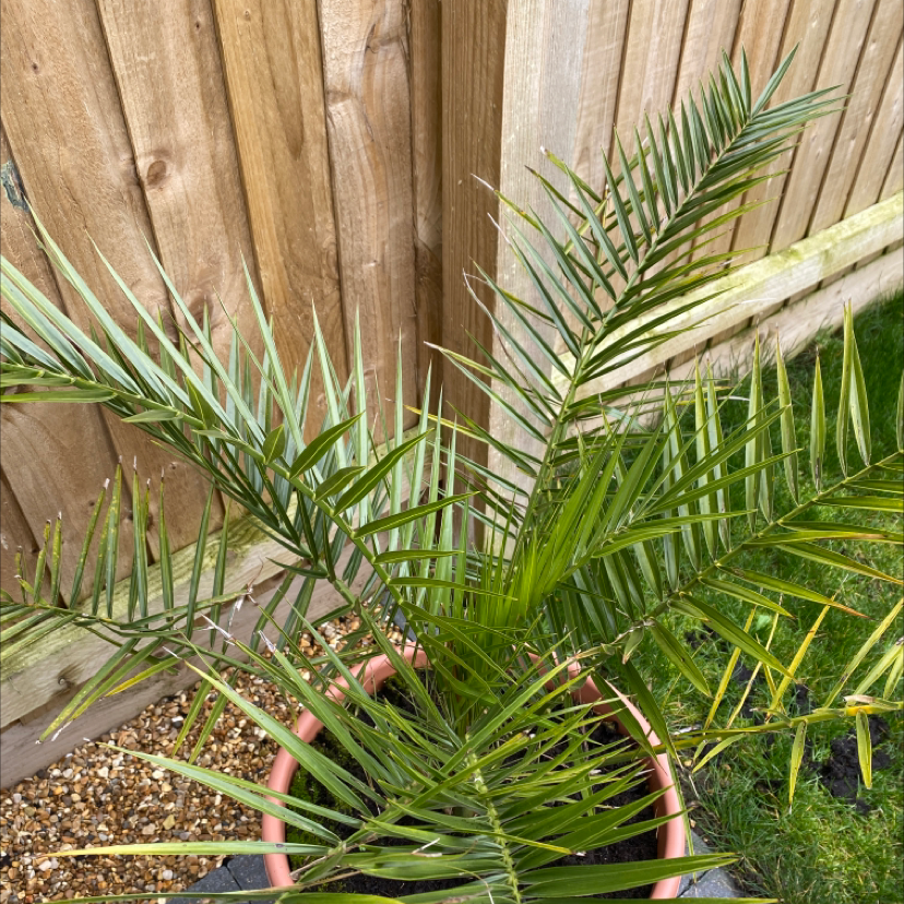 Canary Island Date Palm in a pot near a wooden fence, appearing healthy with green fronds.