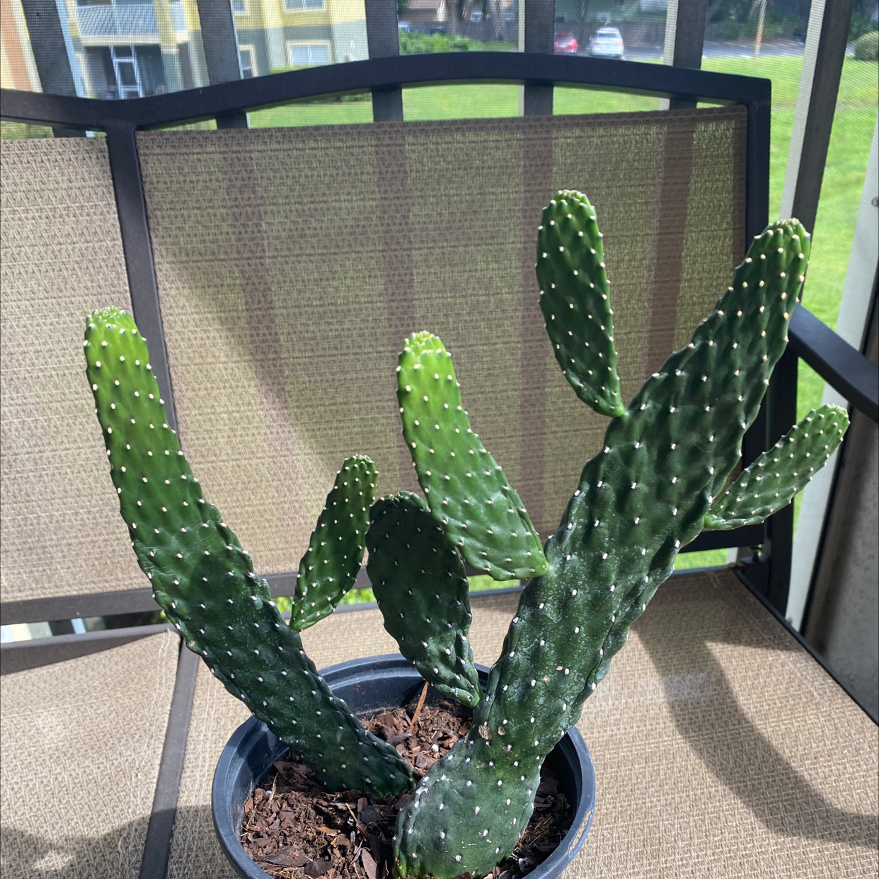 Photo of the plant species Caribbean Tree Cactus by Maria named Libre on Greg, the plant care app