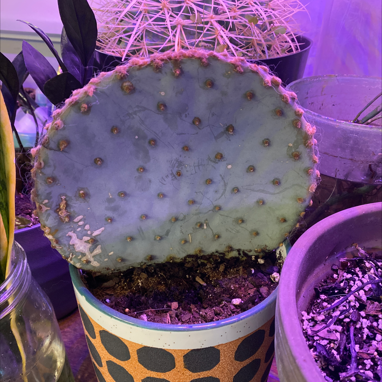 Smooth Prickly Pear cactus in a pot with some browning, surrounded by other plants.
