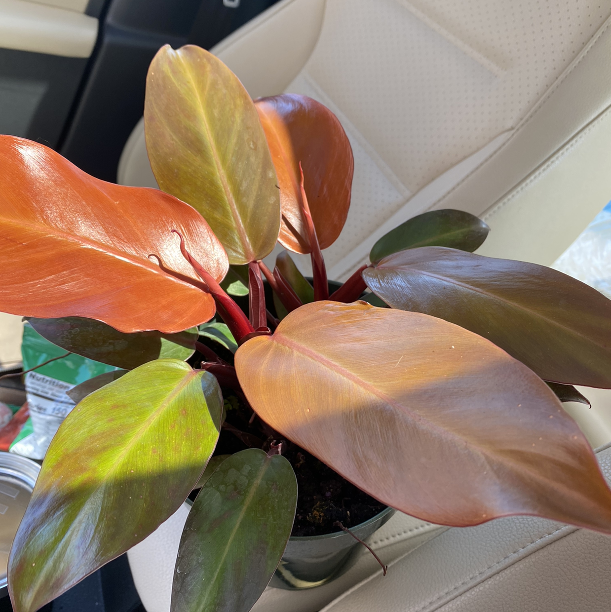 McColley's Finale plant with vibrant red, green, and brown leaves on a car seat.