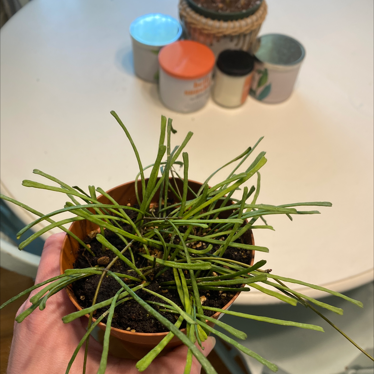 Potted Grass-leaved Hoya plant with long, thin green leaves. Soil is visible.