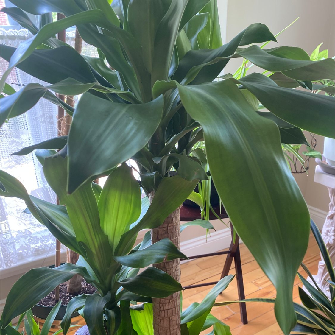 Photo of the plant species Dracaena Massangeana by @joolbee named Anakin on Greg, the plant care app