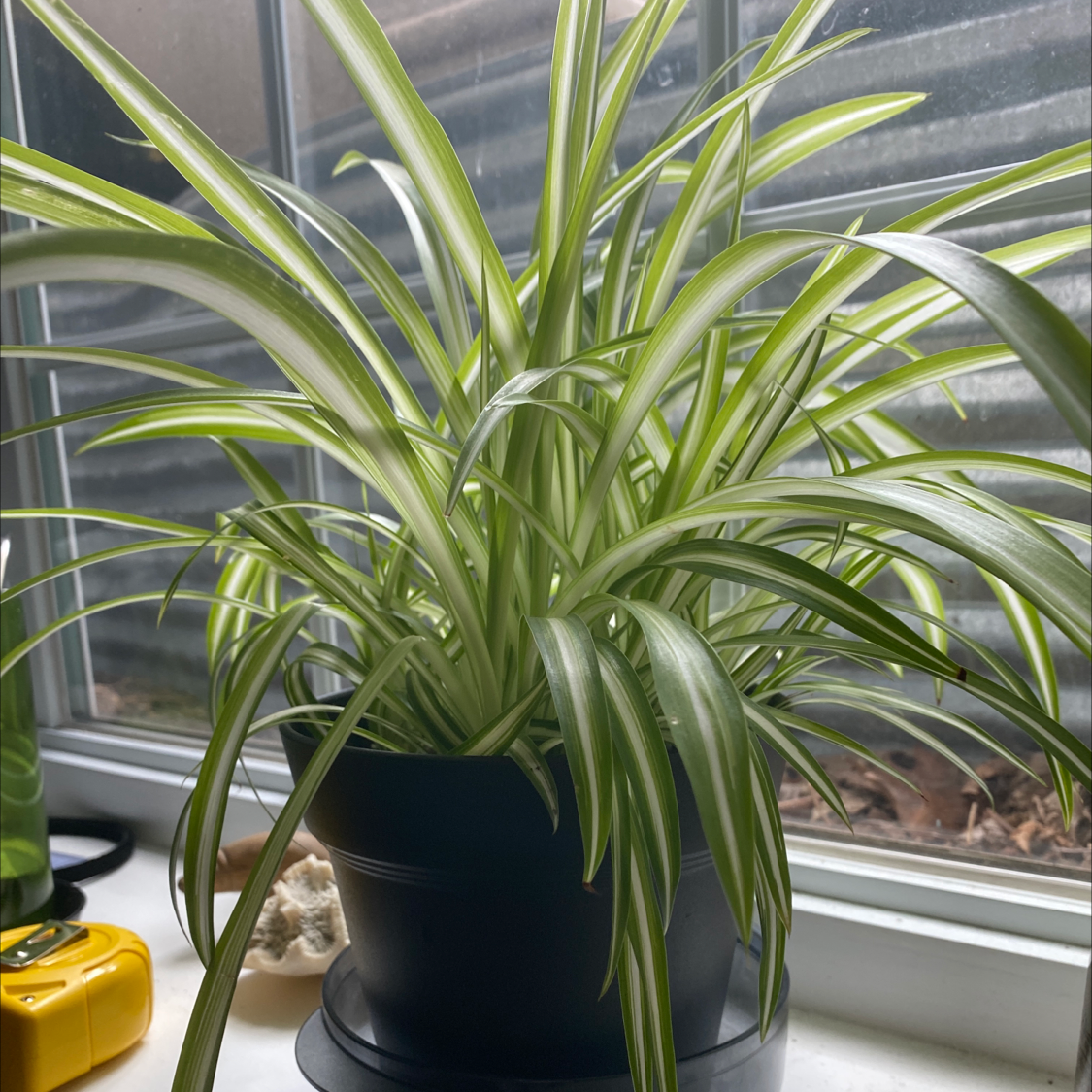Spider Plant plant photo by @joolbee named Gwen on Greg, the plant care app.