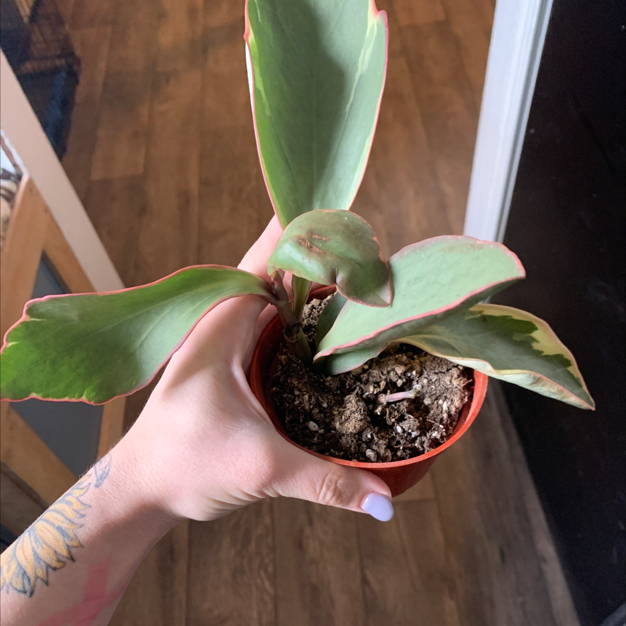 A healthy Jelly Plant with thick, fleshy leaves and reddish edges, held by a hand.