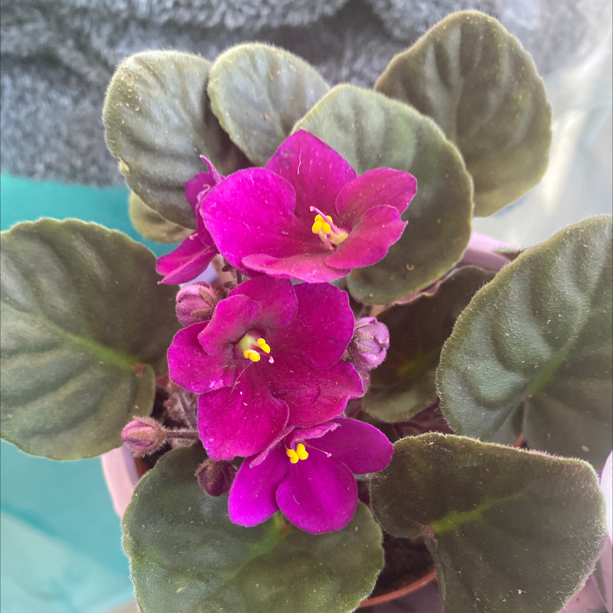 Kenyan Violet plant with vibrant purple flowers and dark green leaves.