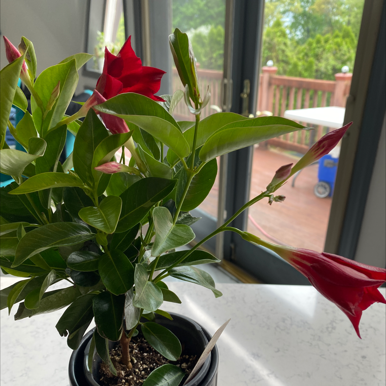 Potted Brazilian Jasmine plant with red flowers on a white surface near a window.