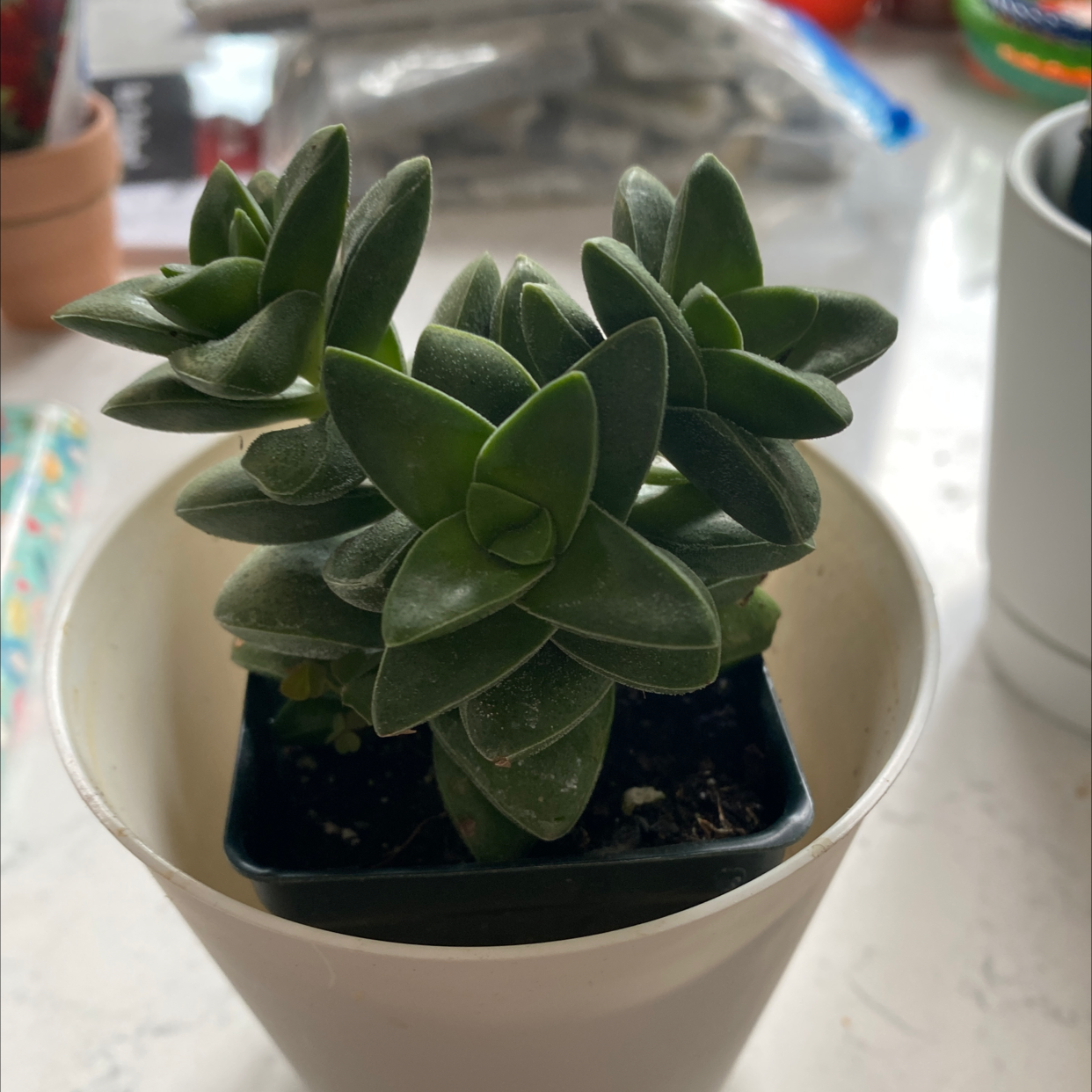 Crassula 'Moonglow' plant in a small pot, healthy green leaves.