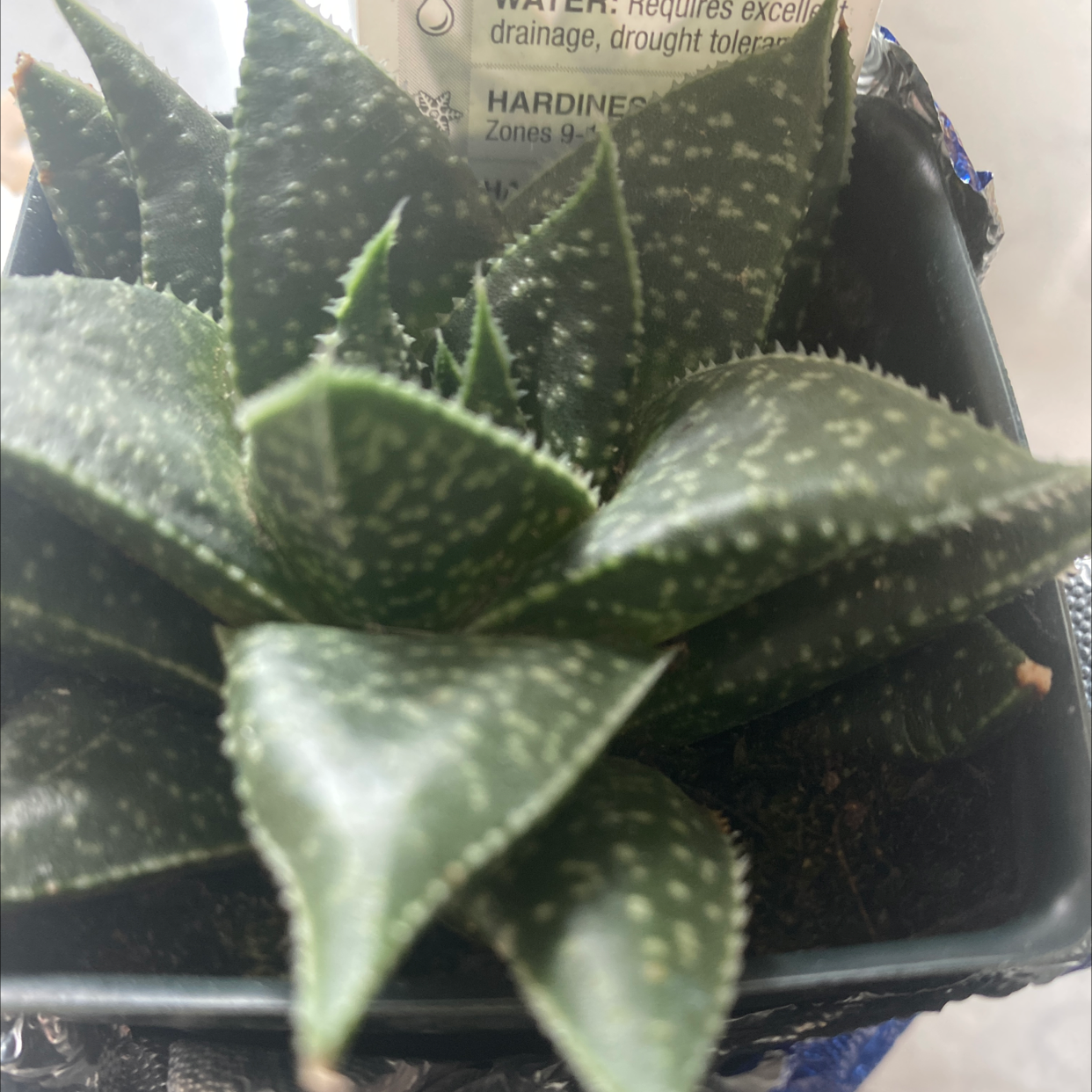 Photo of the plant species Limpopo Gasteraloe by Helen named Your plant on Greg, the plant care app