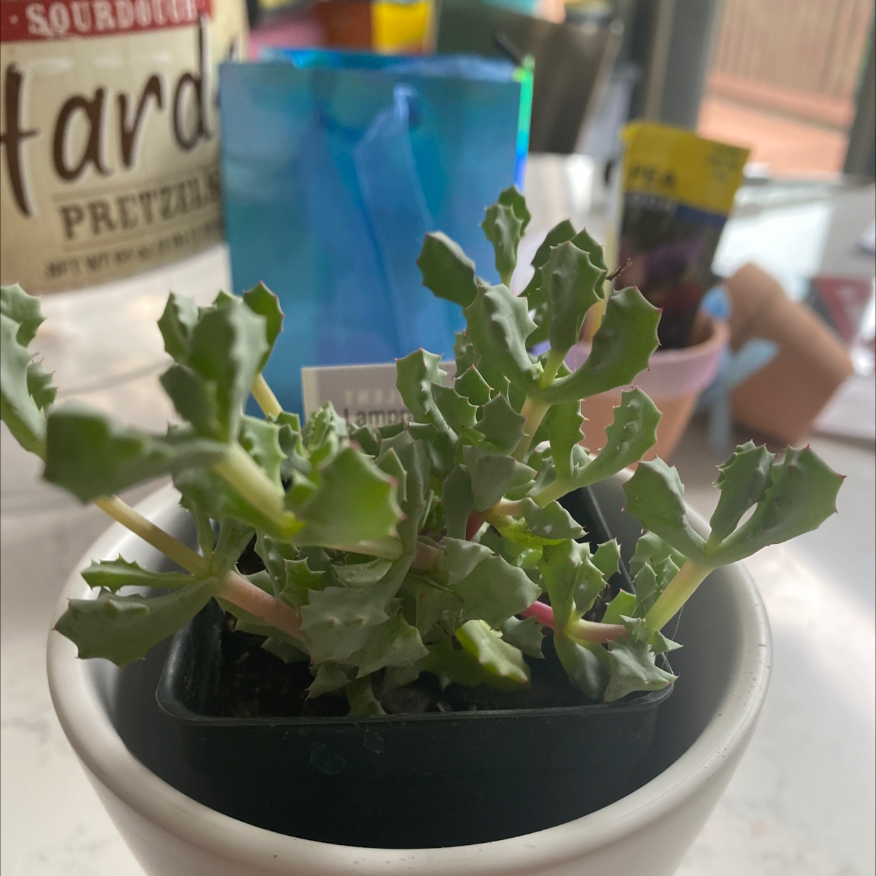 Deltoid-Leaved Dew Plant in a small pot with healthy, fleshy leaves.