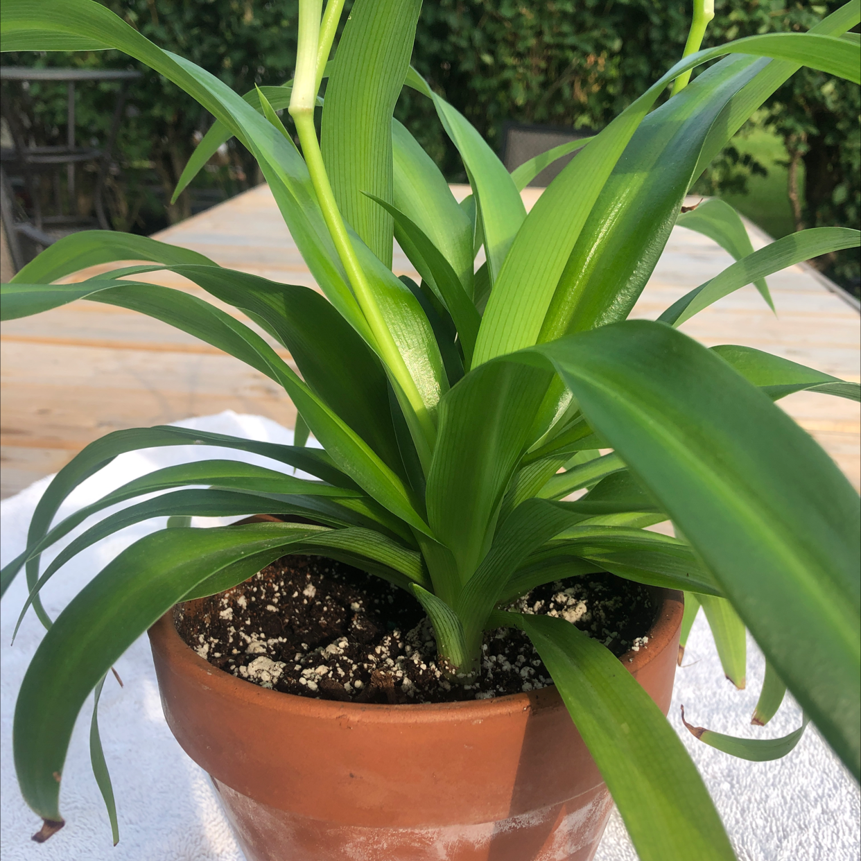 Spider Plant plant photo by Rosie named Snake plant on Greg, the plant care app.